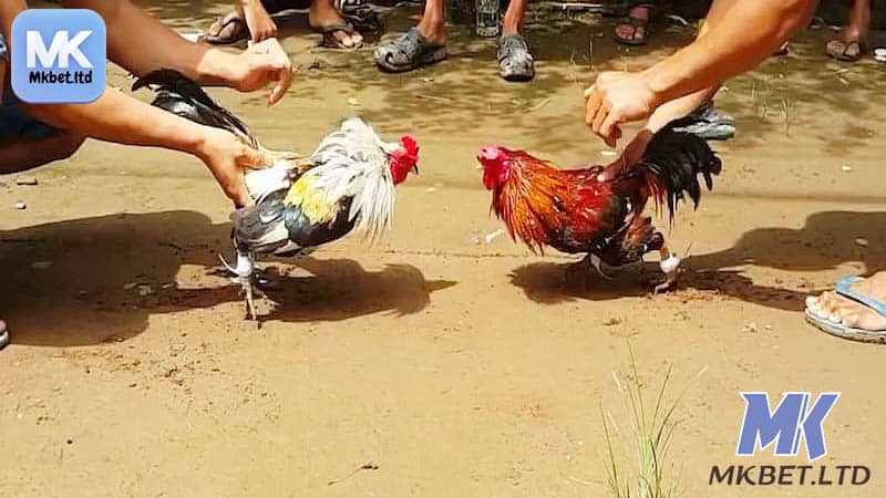 dieu gi lam nen su cuon hut da ga cua sat