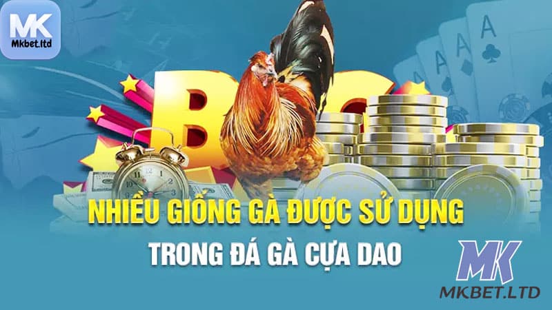 Có nhiều giống chiến kê phổ biến hiện nay để chơi cựa dao