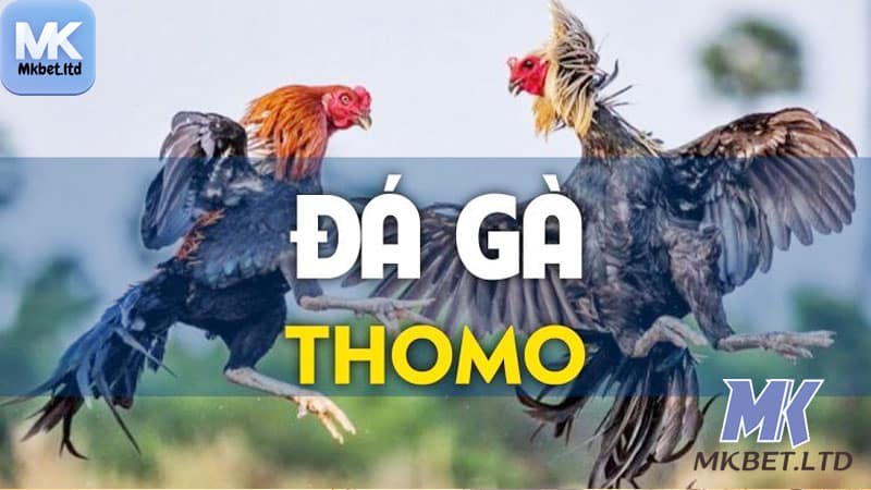 Tìm hiểu như thế nào là Đá gà Thomo