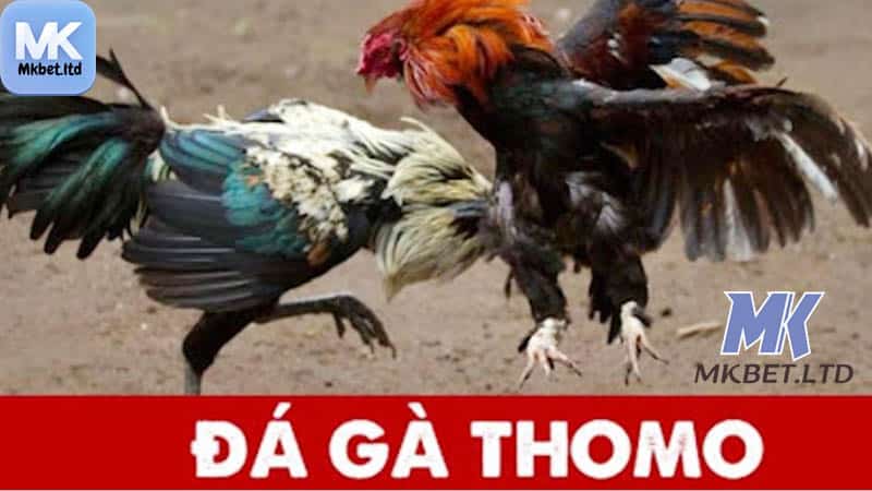 Ưu điểm khi tham gia Đá gà Thomo online